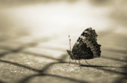 butterfly